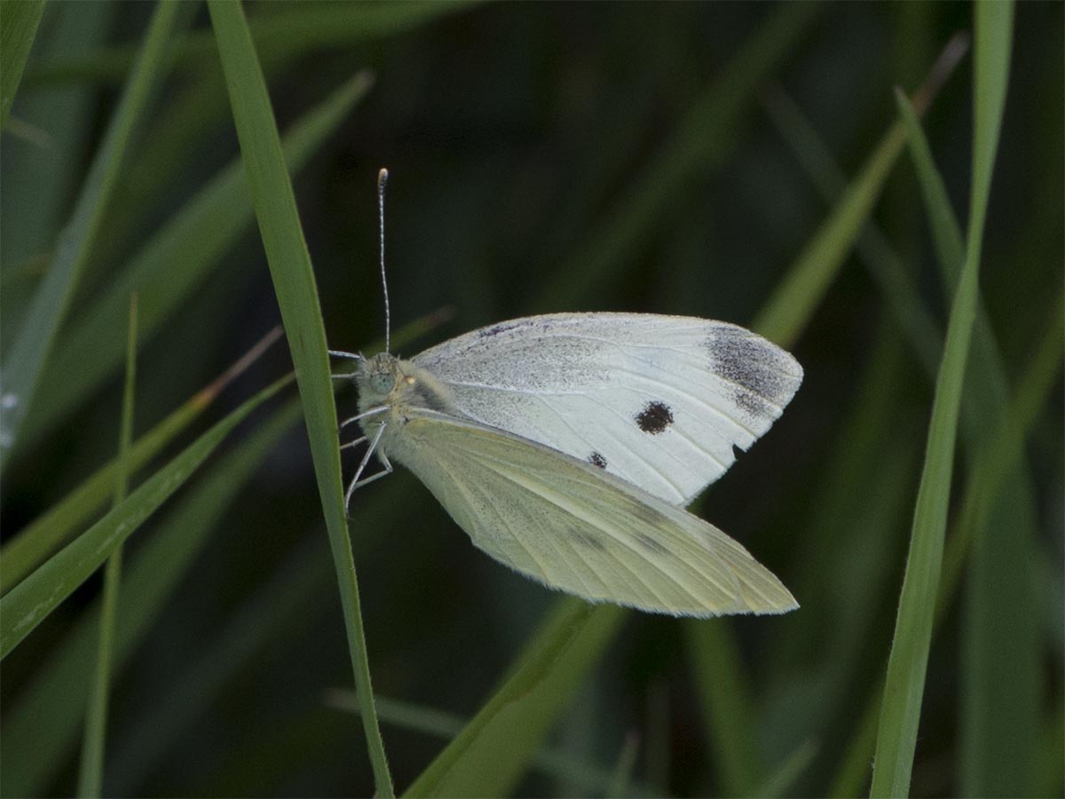 Pieris rapae